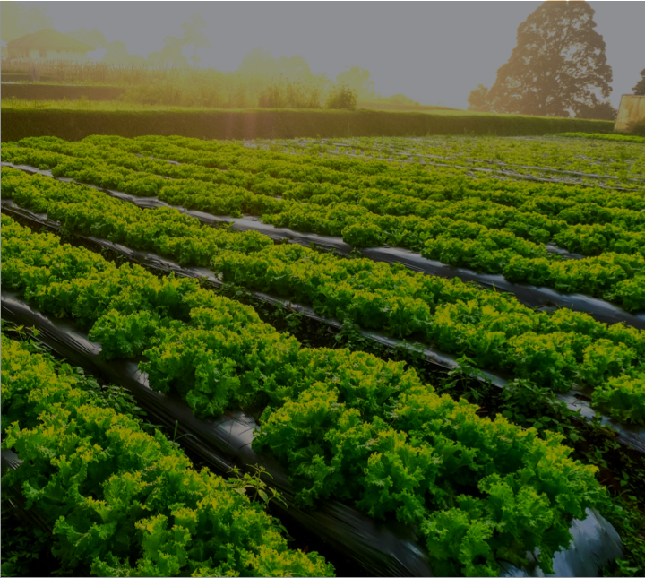 sustainability